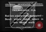 Standbild Ein Wurf Welpen bleiben in der Nähe der Red hen Tallahassee Florida USA, 1932, aus Sekunde 8 historischem Filmmaterial Videoclip 65675069705