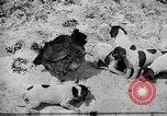 Standbild Ein Wurf Welpen bleiben in der Nähe der Red hen Tallahassee Florida USA, 1932, aus Sekunde 15 historischem Filmmaterial Videoclip 65675069705
