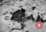Standbild Ein Wurf Welpen bleiben in der Nähe der Red hen Tallahassee Florida USA, 1932, aus Sekunde 16 historischem Filmmaterial Videoclip 65675069705