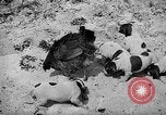 Standbild Ein Wurf Welpen bleiben in der Nähe der Red hen Tallahassee Florida USA, 1932, aus Sekunde 17 historischem Filmmaterial Videoclip 65675069705