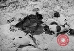 Standbild Ein Wurf Welpen bleiben in der Nähe der Red hen Tallahassee Florida USA, 1932, aus Sekunde 18 historischem Filmmaterial Videoclip 65675069705