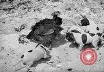 Standbild Ein Wurf Welpen bleiben in der Nähe der Red hen Tallahassee Florida USA, 1932, aus Sekunde 19 historischem Filmmaterial Videoclip 65675069705