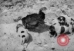 Standbild Ein Wurf Welpen bleiben in der Nähe der Red hen Tallahassee Florida USA, 1932, aus Sekunde 21 historischem Filmmaterial Videoclip 65675069705