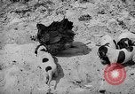 Standbild Ein Wurf Welpen bleiben in der Nähe der Red hen Tallahassee Florida USA, 1932, aus Sekunde 22 historischem Filmmaterial Videoclip 65675069705