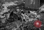Standbild Ein Wurf Welpen bleiben in der Nähe der Red hen Tallahassee Florida USA, 1932, aus Sekunde 24 historischem Filmmaterial Videoclip 65675069705