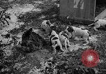 Standbild Ein Wurf Welpen bleiben in der Nähe der Red hen Tallahassee Florida USA, 1932, aus Sekunde 25 historischem Filmmaterial Videoclip 65675069705