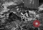 Standbild Ein Wurf Welpen bleiben in der Nähe der Red hen Tallahassee Florida USA, 1932, aus Sekunde 26 historischem Filmmaterial Videoclip 65675069705