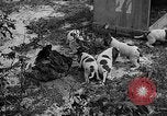 Standbild Ein Wurf Welpen bleiben in der Nähe der Red hen Tallahassee Florida USA, 1932, aus Sekunde 27 historischem Filmmaterial Videoclip 65675069705