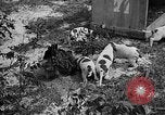 Standbild Ein Wurf Welpen bleiben in der Nähe der Red hen Tallahassee Florida USA, 1932, aus Sekunde 28 historischem Filmmaterial Videoclip 65675069705