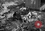 Standbild Ein Wurf Welpen bleiben in der Nähe der Red hen Tallahassee Florida USA, 1932, aus Sekunde 29 historischem Filmmaterial Videoclip 65675069705