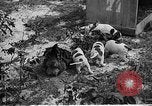 Standbild Ein Wurf Welpen bleiben in der Nähe der Red hen Tallahassee Florida USA, 1932, aus Sekunde 31 historischem Filmmaterial Videoclip 65675069705