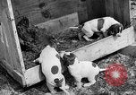 Standbild Ein Wurf Welpen bleiben in der Nähe der Red hen Tallahassee Florida USA, 1932, aus Sekunde 32 historischem Filmmaterial Videoclip 65675069705