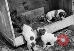 Standbild Ein Wurf Welpen bleiben in der Nähe der Red hen Tallahassee Florida USA, 1932, aus Sekunde 33 historischem Filmmaterial Videoclip 65675069705
