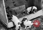 Standbild Ein Wurf Welpen bleiben in der Nähe der Red hen Tallahassee Florida USA, 1932, aus Sekunde 34 historischem Filmmaterial Videoclip 65675069705