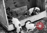 Standbild Ein Wurf Welpen bleiben in der Nähe der Red hen Tallahassee Florida USA, 1932, aus Sekunde 35 historischem Filmmaterial Videoclip 65675069705