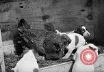 Standbild Ein Wurf Welpen bleiben in der Nähe der Red hen Tallahassee Florida USA, 1932, aus Sekunde 37 historischem Filmmaterial Videoclip 65675069705