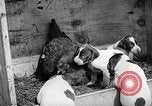 Standbild Ein Wurf Welpen bleiben in der Nähe der Red hen Tallahassee Florida USA, 1932, aus Sekunde 39 historischem Filmmaterial Videoclip 65675069705