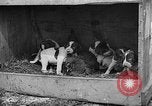 Standbild Ein Wurf Welpen bleiben in der Nähe der Red hen Tallahassee Florida USA, 1932, aus Sekunde 40 historischem Filmmaterial Videoclip 65675069705
