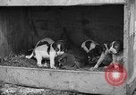 Standbild Ein Wurf Welpen bleiben in der Nähe der Red hen Tallahassee Florida USA, 1932, aus Sekunde 41 historischem Filmmaterial Videoclip 65675069705