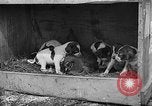 Standbild Ein Wurf Welpen bleiben in der Nähe der Red hen Tallahassee Florida USA, 1932, aus Sekunde 42 historischem Filmmaterial Videoclip 65675069705