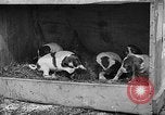 Standbild Ein Wurf Welpen bleiben in der Nähe der Red hen Tallahassee Florida USA, 1932, aus Sekunde 44 historischem Filmmaterial Videoclip 65675069705