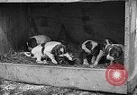 Standbild Ein Wurf Welpen bleiben in der Nähe der Red hen Tallahassee Florida USA, 1932, aus Sekunde 45 historischem Filmmaterial Videoclip 65675069705