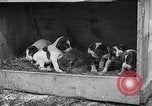 Standbild Ein Wurf Welpen bleiben in der Nähe der Red hen Tallahassee Florida USA, 1932, aus Sekunde 46 historischem Filmmaterial Videoclip 65675069705