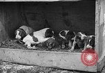 Standbild Ein Wurf Welpen bleiben in der Nähe der Red hen Tallahassee Florida USA, 1932, aus Sekunde 47 historischem Filmmaterial Videoclip 65675069705