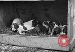 Standbild Ein Wurf Welpen bleiben in der Nähe der Red hen Tallahassee Florida USA, 1932, aus Sekunde 48 historischem Filmmaterial Videoclip 65675069705