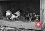 Standbild Ein Wurf Welpen bleiben in der Nähe der Red hen Tallahassee Florida USA, 1932, aus Sekunde 49 historischem Filmmaterial Videoclip 65675069705