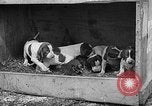 Standbild Ein Wurf Welpen bleiben in der Nähe der Red hen Tallahassee Florida USA, 1932, aus Sekunde 51 historischem Filmmaterial Videoclip 65675069705