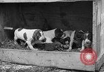 Standbild Ein Wurf Welpen bleiben in der Nähe der Red hen Tallahassee Florida USA, 1932, aus Sekunde 52 historischem Filmmaterial Videoclip 65675069705