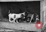 Standbild Ein Wurf Welpen bleiben in der Nähe der Red hen Tallahassee Florida USA, 1932, aus Sekunde 53 historischem Filmmaterial Videoclip 65675069705