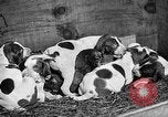 Standbild Ein Wurf Welpen bleiben in der Nähe der Red hen Tallahassee Florida USA, 1932, aus Sekunde 55 historischem Filmmaterial Videoclip 65675069705
