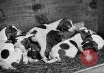 Standbild Ein Wurf Welpen bleiben in der Nähe der Red hen Tallahassee Florida USA, 1932, aus Sekunde 56 historischem Filmmaterial Videoclip 65675069705