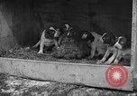 Standbild Ein Wurf Welpen bleiben in der Nähe der Red hen Tallahassee Florida USA, 1932, aus Sekunde 57 historischem Filmmaterial Videoclip 65675069705
