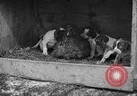 Standbild Ein Wurf Welpen bleiben in der Nähe der Red hen Tallahassee Florida USA, 1932, aus Sekunde 58 historischem Filmmaterial Videoclip 65675069705