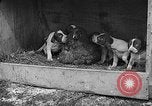 Standbild Ein Wurf Welpen bleiben in der Nähe der Red hen Tallahassee Florida USA, 1932, aus Sekunde 59 historischem Filmmaterial Videoclip 65675069705
