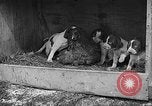 Standbild Ein Wurf Welpen bleiben in der Nähe der Red hen Tallahassee Florida USA, 1932, aus Sekunde 60 historischem Filmmaterial Videoclip 65675069705
