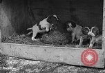 Standbild Ein Wurf Welpen bleiben in der Nähe der Red hen Tallahassee Florida USA, 1932, aus Sekunde 61 historischem Filmmaterial Videoclip 65675069705