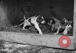 Standbild Ein Wurf Welpen bleiben in der Nähe der Red hen Tallahassee Florida USA, 1932, aus Sekunde 62 historischem Filmmaterial Videoclip 65675069705