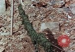 Image of drying seaweeds Nagasaki Japan, 1946, second 11 stock footage video 65675069729