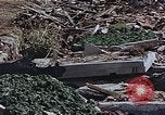 Image of drying seaweeds Nagasaki Japan, 1946, second 20 stock footage video 65675069729