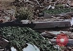 Image of drying seaweeds Nagasaki Japan, 1946, second 23 stock footage video 65675069729