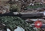 Image of drying seaweeds Nagasaki Japan, 1946, second 24 stock footage video 65675069729