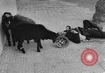 Image of Suez Crisis Egypt, 1956, second 49 stock footage video 65675069737