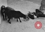 Image of Suez Crisis Egypt, 1956, second 50 stock footage video 65675069737
