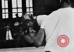 Image of Floyd Patterson Chicago Illinois USA, 1956, second 29 stock footage video 65675069743