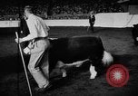 Standbild Live-Stock anzeigen Chicago Illinois USA, 1957, aus Sekunde 7 historischem Filmmaterial Videoclip 65675069758