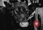 Standbild Live-Stock anzeigen Chicago Illinois USA, 1957, aus Sekunde 18 historischem Filmmaterial Videoclip 65675069758